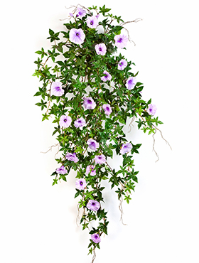 Morning glory Hanging bush    95