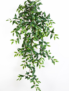 Tradescantia Hanging bush    105