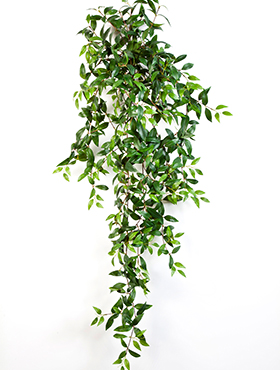 Tradescantie Hanging bush    125