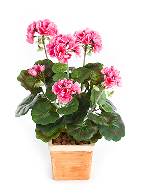 Geranium Pink bush    33