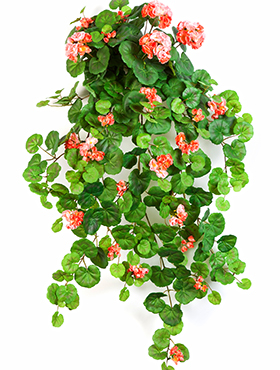 Geranium Hanging bush    90