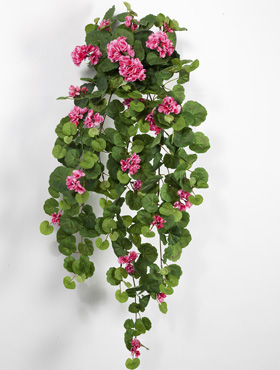 Geranium Hanging bush    90