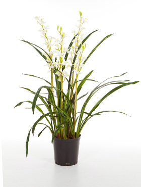 Cymbidium wild orchid W/pot    95