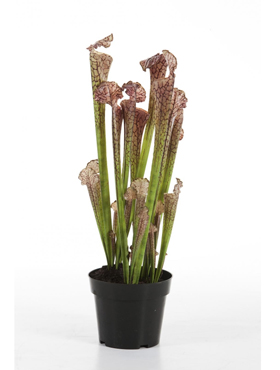 Sarracenia Brown w/pot    65