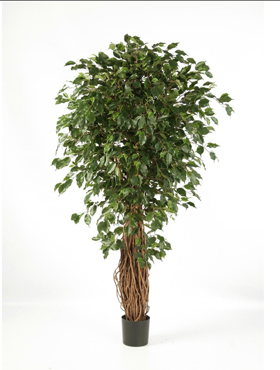 Ficus liana exotica De luxe    300