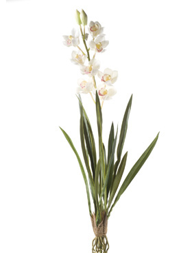 Cymbidium plant Creme    90