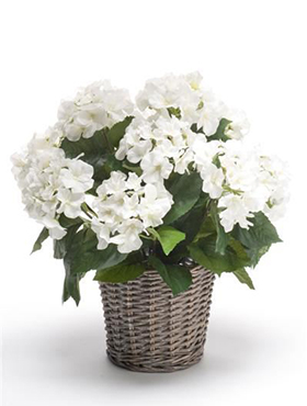 Hortensia White in basket 20