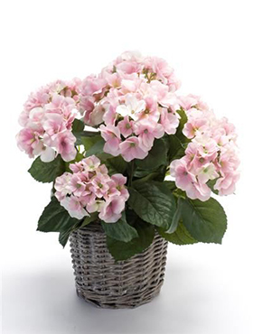 Hortensia Pink in basket 20