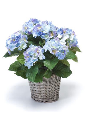 Hortensia Blue in basket 20
