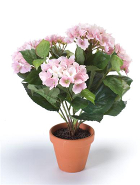 Hydrangea Pink in tc pot