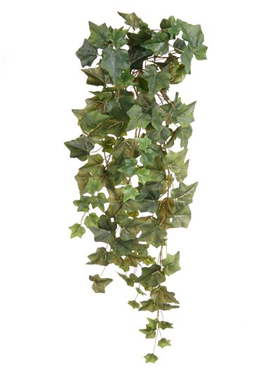 Ivy Green hanging bush    70