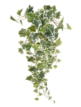 Ivy Green/white hanging bush    70