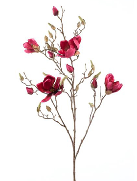 Magnolia Beauty branche    105