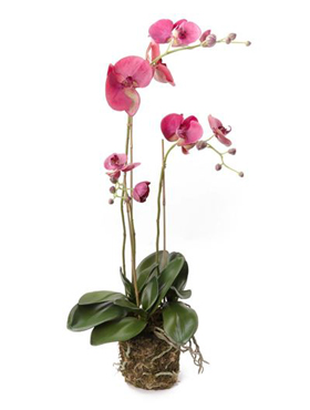 Phalaenopsis plant W. moss beauty    70
