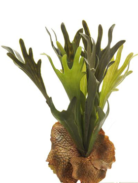 Staghorn fern (15 lvs.)    64