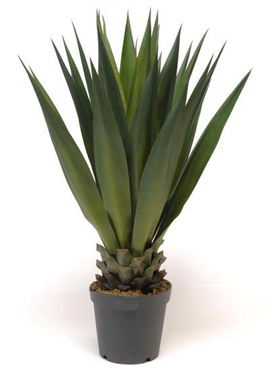 Sisal plant In pot    104