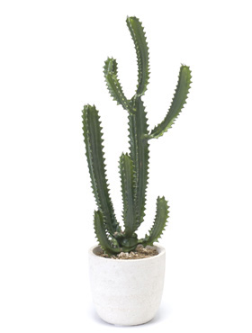 Euphorbia Verzweigt    90